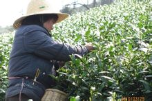 安吉白茶加工
