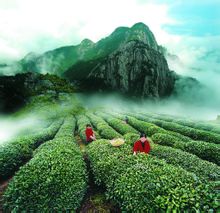 大红袍茶园